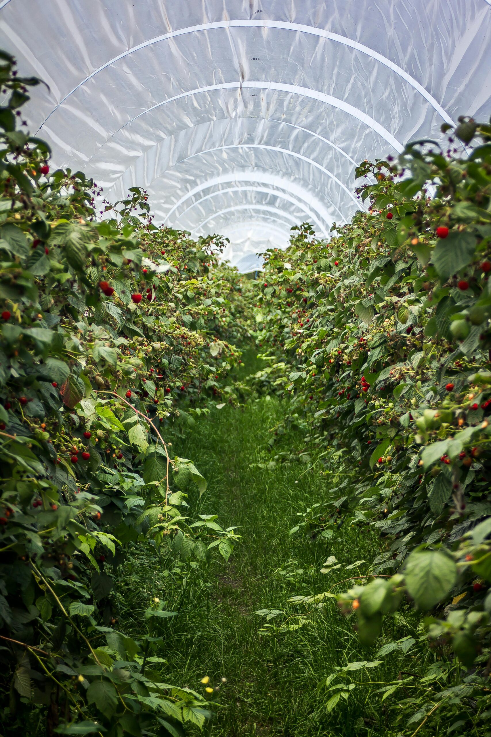 Explore vibrant raspberry plants in a Swiss greenhouse tunnel during summer.